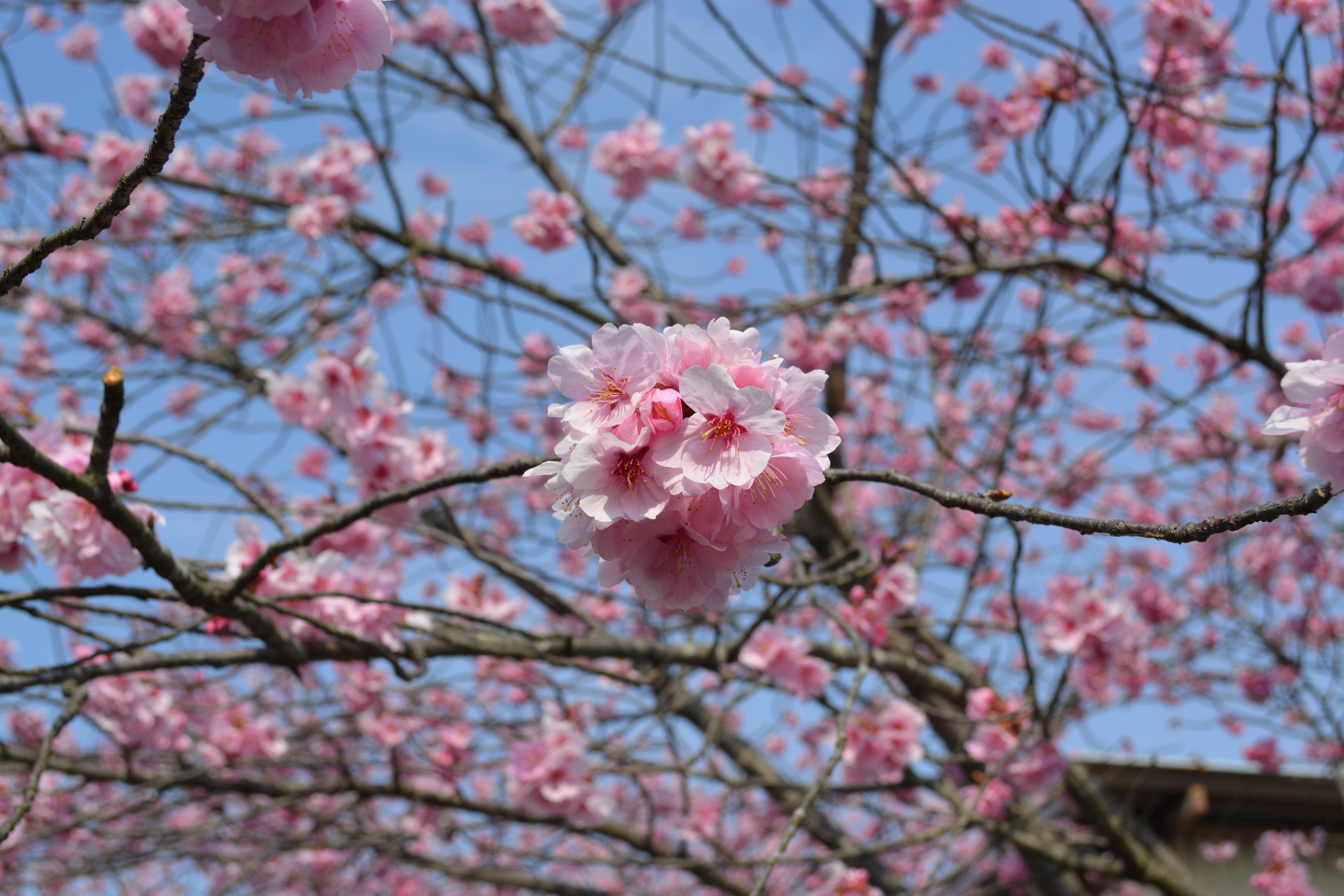 桜の花が咲いています 可児とうのう病院附属介護老人保健施設 地域医療機能推進機構