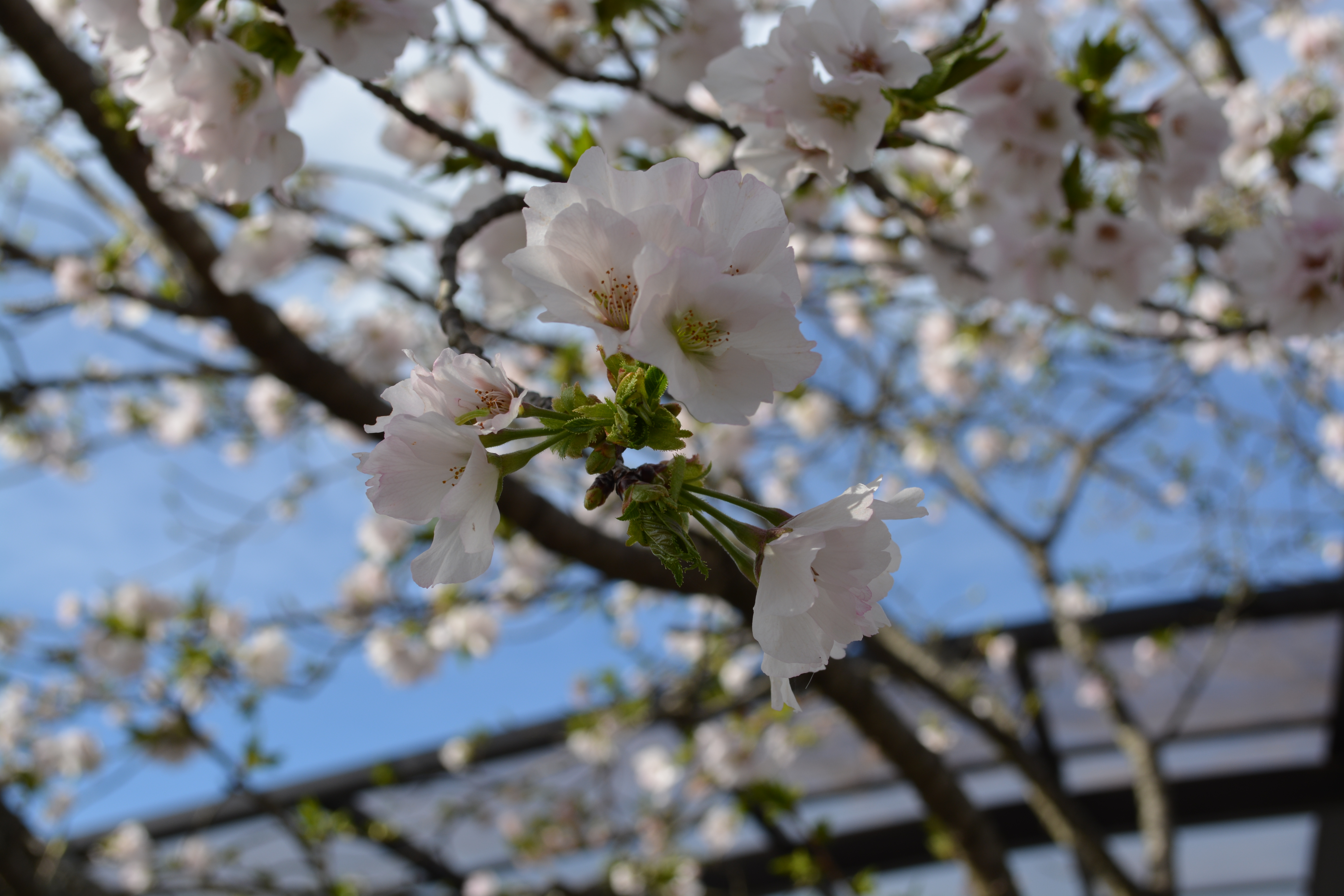 臥龍桜