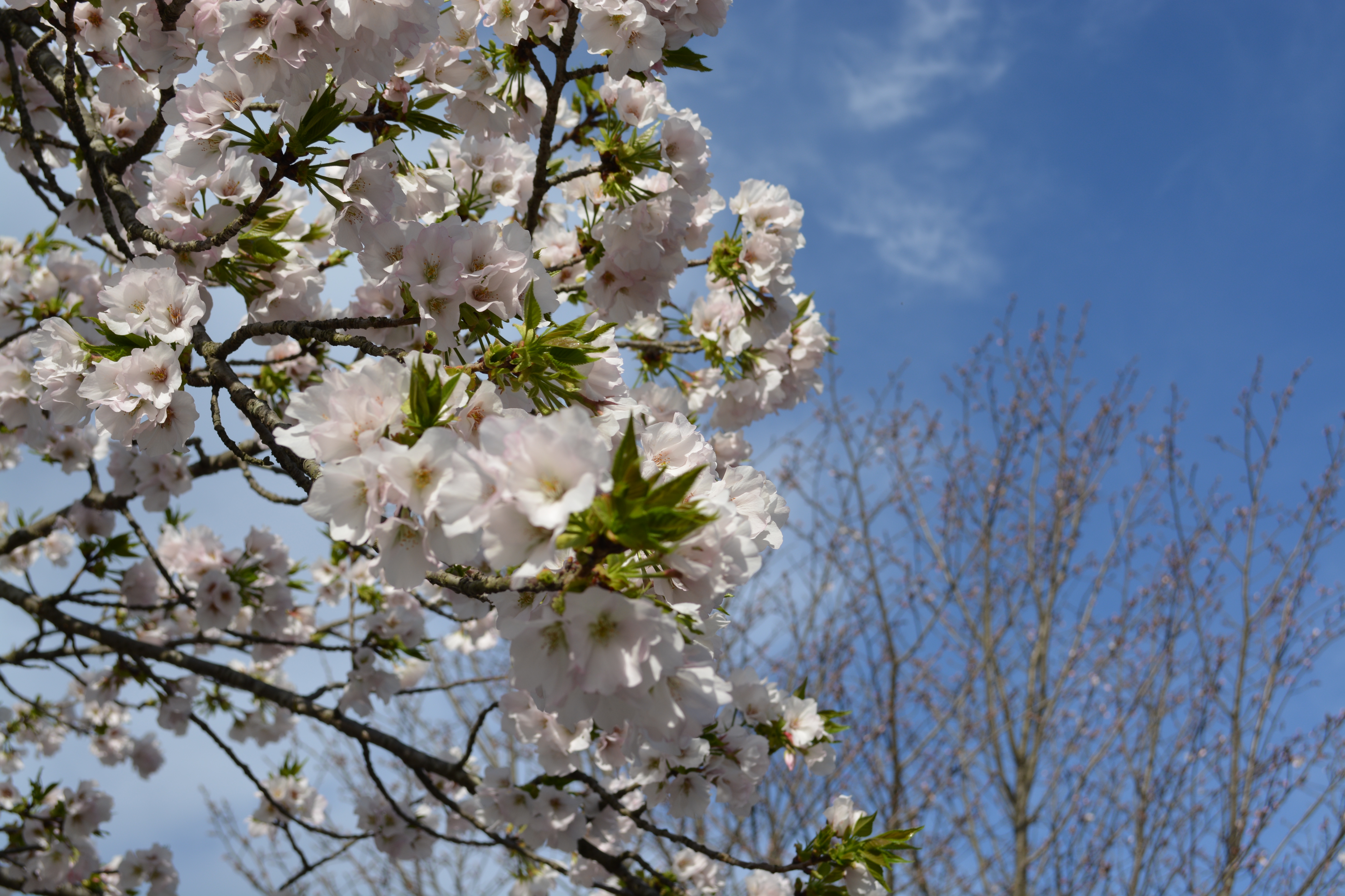 臥龍桜2