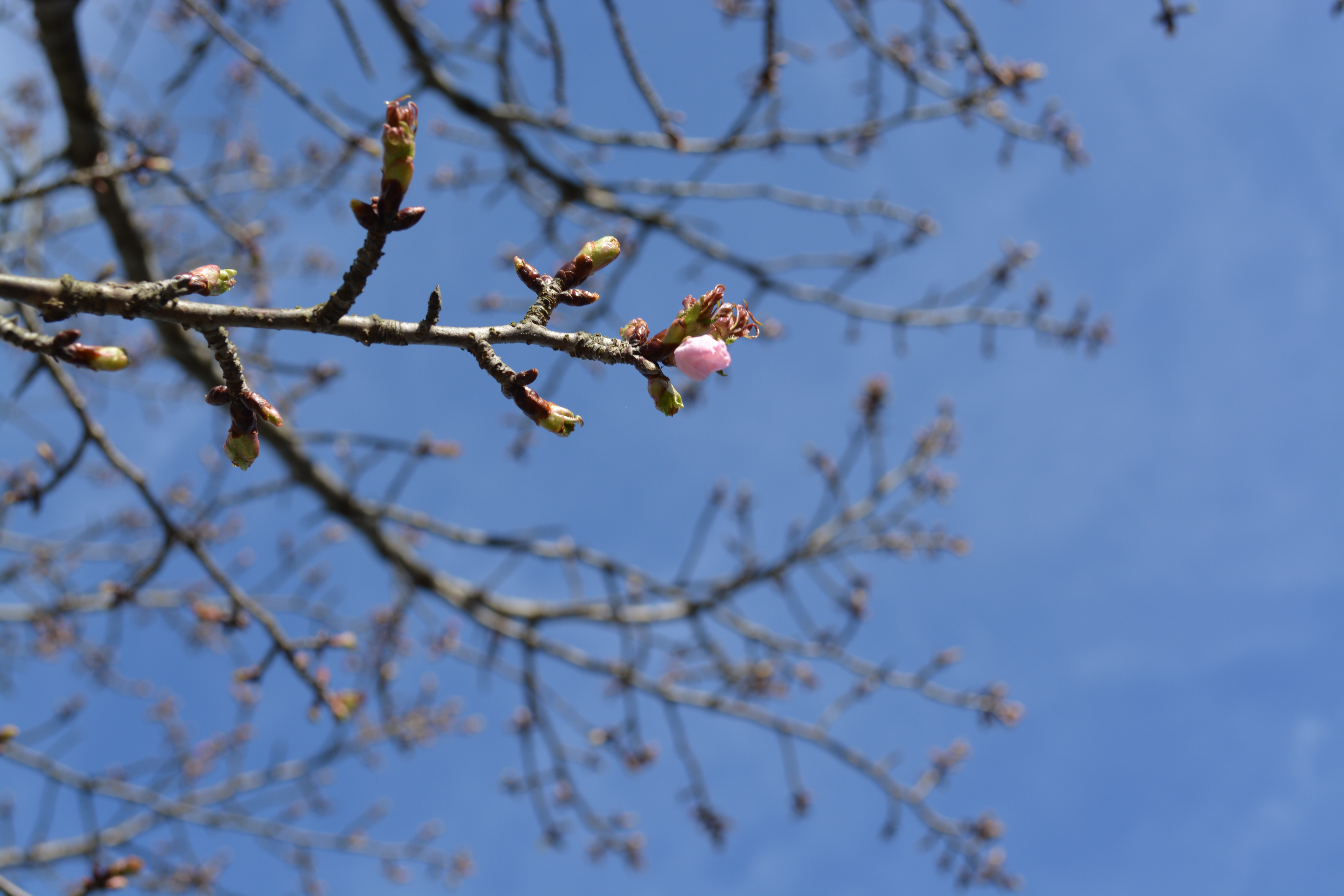 桜の花が咲いています 可児とうのう病院附属介護老人保健施設 地域医療機能推進機構