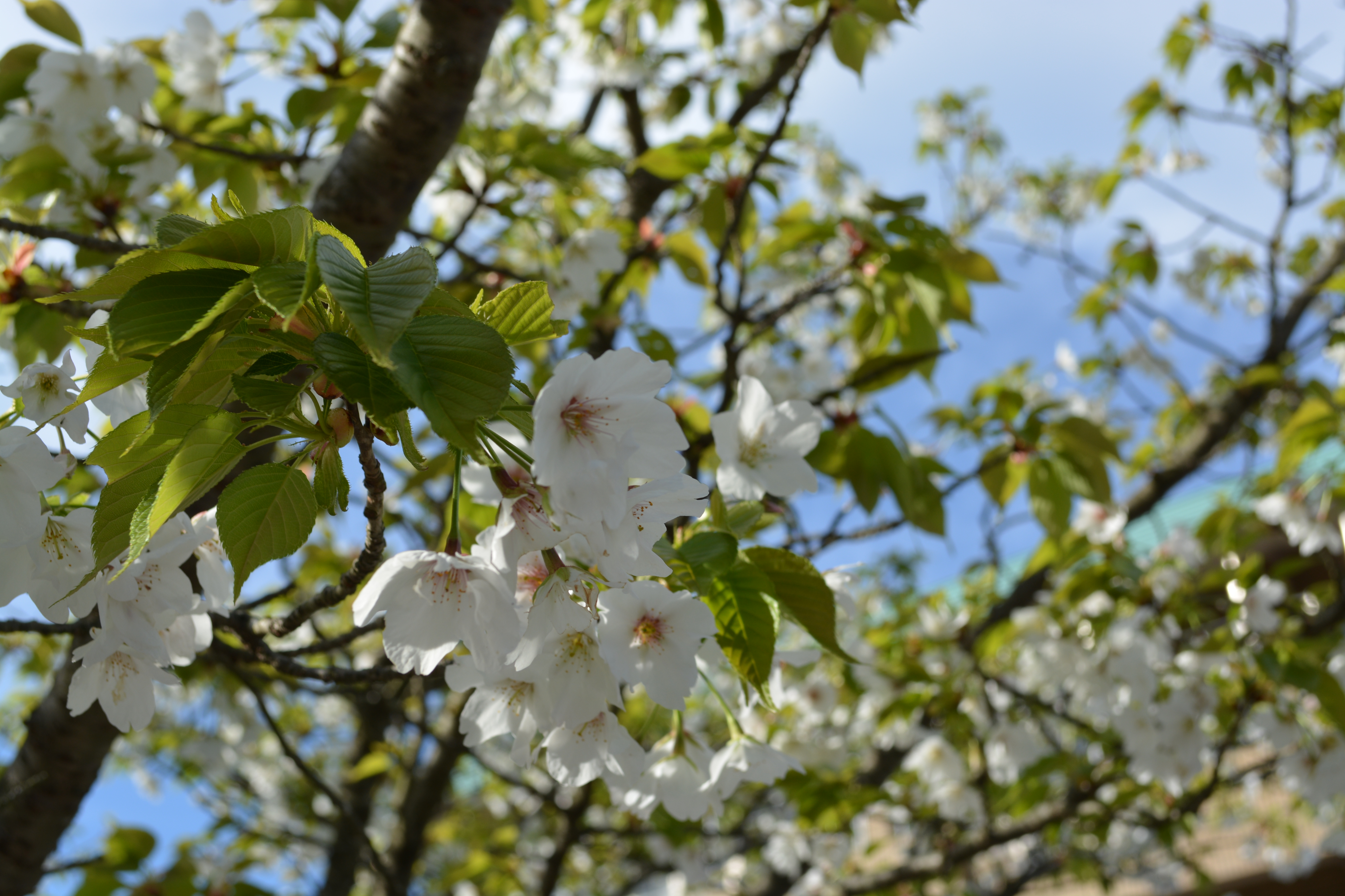 星桜